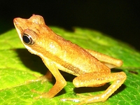 : Dendrophryniscus leucomystax; Lowland Tree Toad