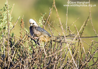 : Colius leucocephalus; White-headed Mousebird