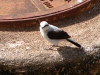 : Fluvicola nengeta; Lavadeira-mascarada