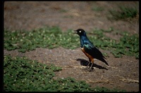 : Lamprotornis superbus; Superb Starling