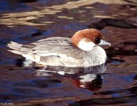 : Mergellus albellus; Smew