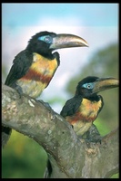 : Pteroglossus torquatus; Collared Aracari