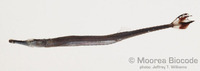 : Doryrhamphus excisus