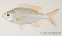 : Gnathodentex aureolineatus