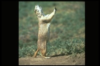 : Cynomys ludovicianus; Black Tail Prairie Dog