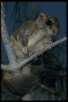 : Glaucomys sp.; New World Flying Squirrels