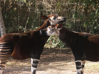 : Okapia johnstoni; Okapi