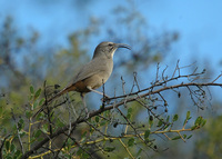 : Toxostoma redivivum; California Thrasher