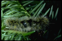 : Halisidota argentata; Silver-spotted tiger moth