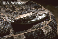 : Porthidium arcosae; Manabi Hognosed Viper