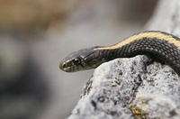 : Thamnophis atratus atratus