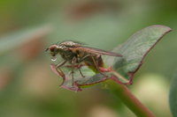 : Scathophaga stercoraria