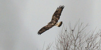 Rough-legged Buzzards Buteo lagopus