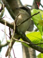 Brown Shrike(Lanius cristatus)