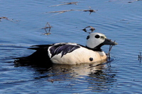 Steller's Eider. Photo by Rick Taylor. Copyright Borderland Tours. All rights reserved.