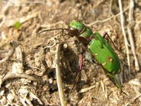Grøn sandspringer (Cicindela campestris)
