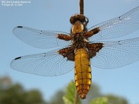 Blå Libel (Libellula depressa) Foto/billede af