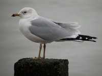 Ring-Billed Gull