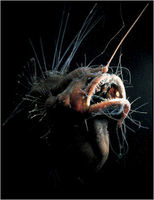 Fanfin Seadevil - Photo by Claire Nouvian