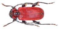 Pyrrhidium sanguineum