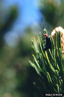 Acantholyda erythrocephala - Pine False Webworm