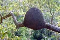 Termopsidae
