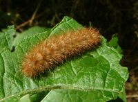 Phragmatobia fuliginosa - Ruby Tiger