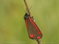 Tyria jacobaeae - The Cinnabar