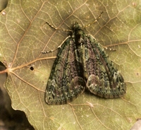 Chloroclysta miata - Autumn Green Carpet