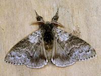 Calliteara pudibunda - Pale Tussock