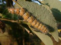 Phalera bucephala - Buff-tip