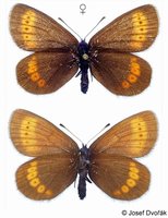 Erebia sudetica - Sudeten Ringlet