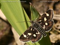Eurrhypis pollinalis - White-spotted Black