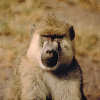 Yellow baboon (Papio cynocephalus)
