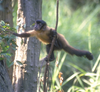 Tufted capuchin (Cebus apella)