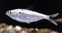 Dorosoma petenense, Threadfin shad: fisheries, bait