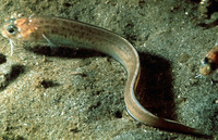 Chilara taylori, Spotted cusk-eel:
