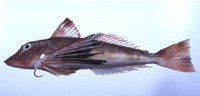 Chelidonichthys spinosus, Red gurnard: fisheries