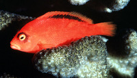 Neocirrhites armatus, Flame hawkfish: aquarium