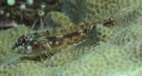 Helcogramma chica, Little hooded triplefin: