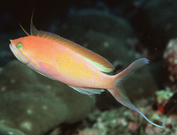 Nemanthias carberryi, Threadfin anthias: