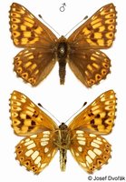 Hamearis lucina - Duke of Burgundy