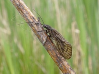 Sialis lutaria - Alderfly