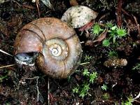 Planorbarius corneus - Great Ramshorn Snail