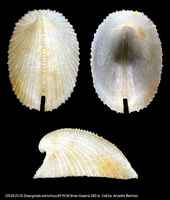 Emarginula adriatica