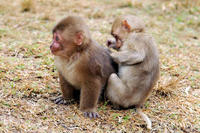 Image of: Macaca mulatta (rhesus monkey)