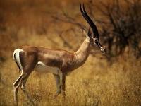 Image of: Nanger granti (Grant's gazelle)