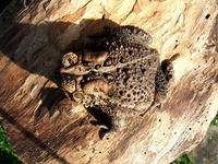 Image of: Bufo americanus (American toad)