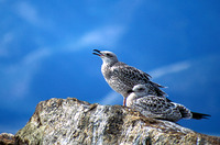 Larus argentatus vegae