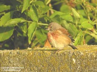 Carduelis cannabina - Eurasian Linnet